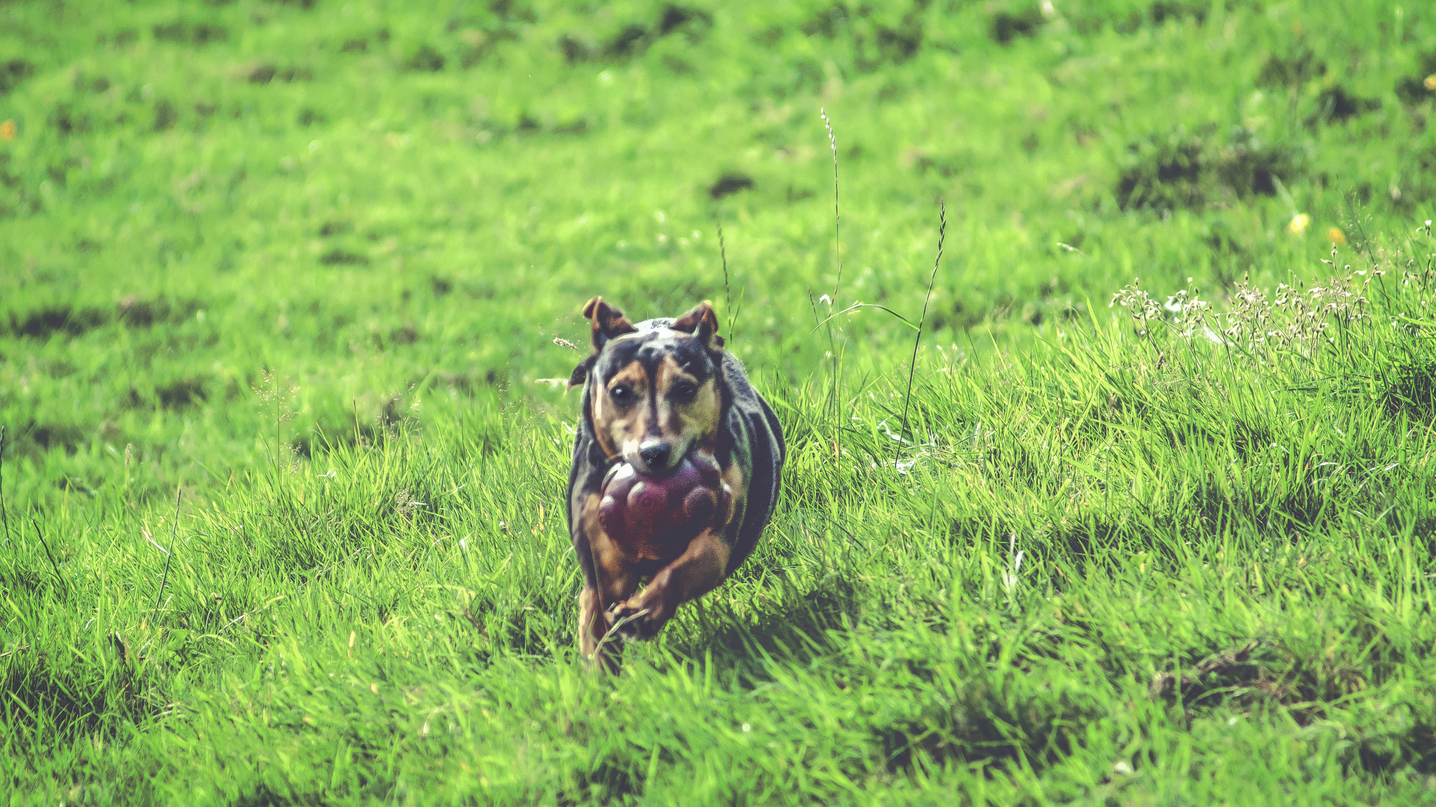short-coated brown and black dog running in green field