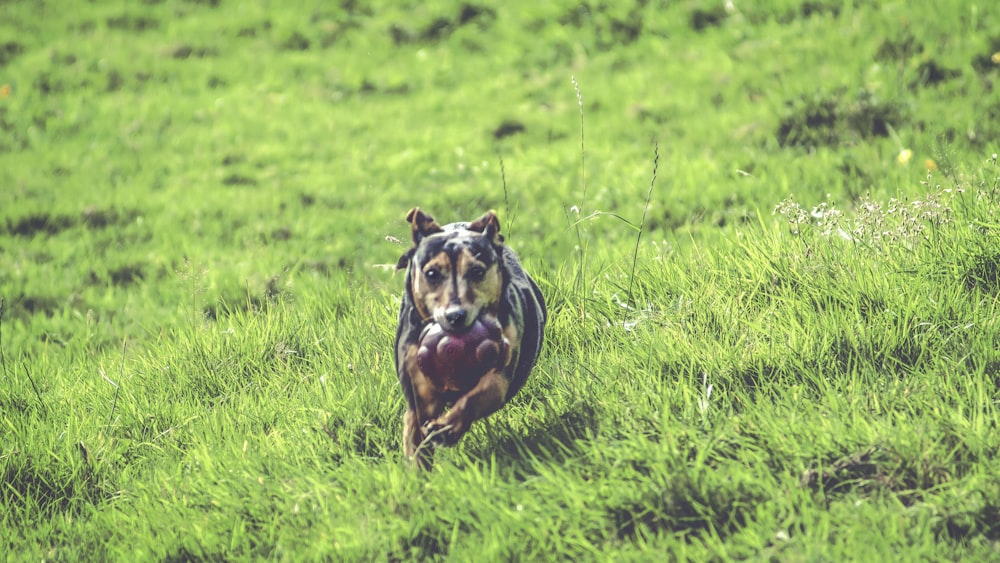 short-coated brown and black dog running in green field