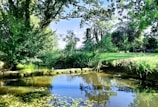 body of water surround by trees