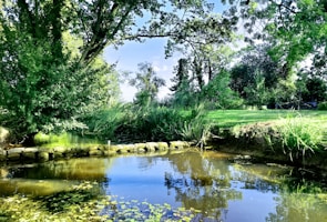 body of water surround by trees