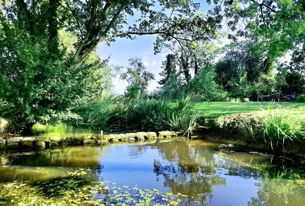 body of water surround by trees