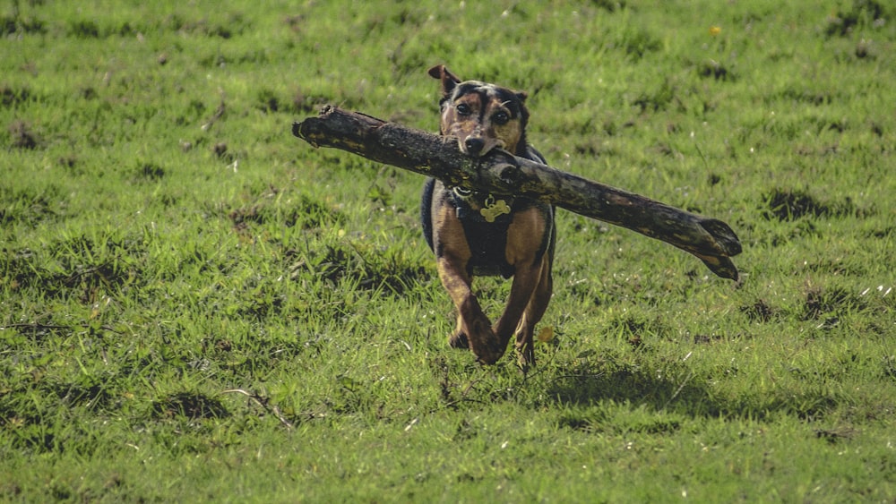 tronco mordiendo perro