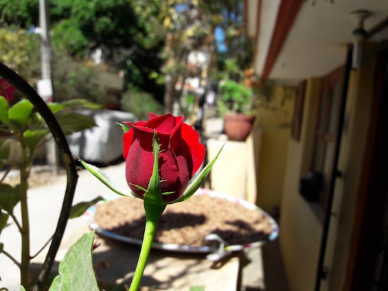 A close-up of a blooming red rose in a sunny Australian garden.