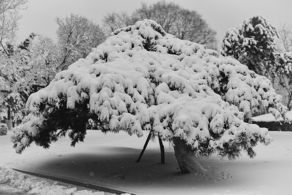 field and trees covered with snow