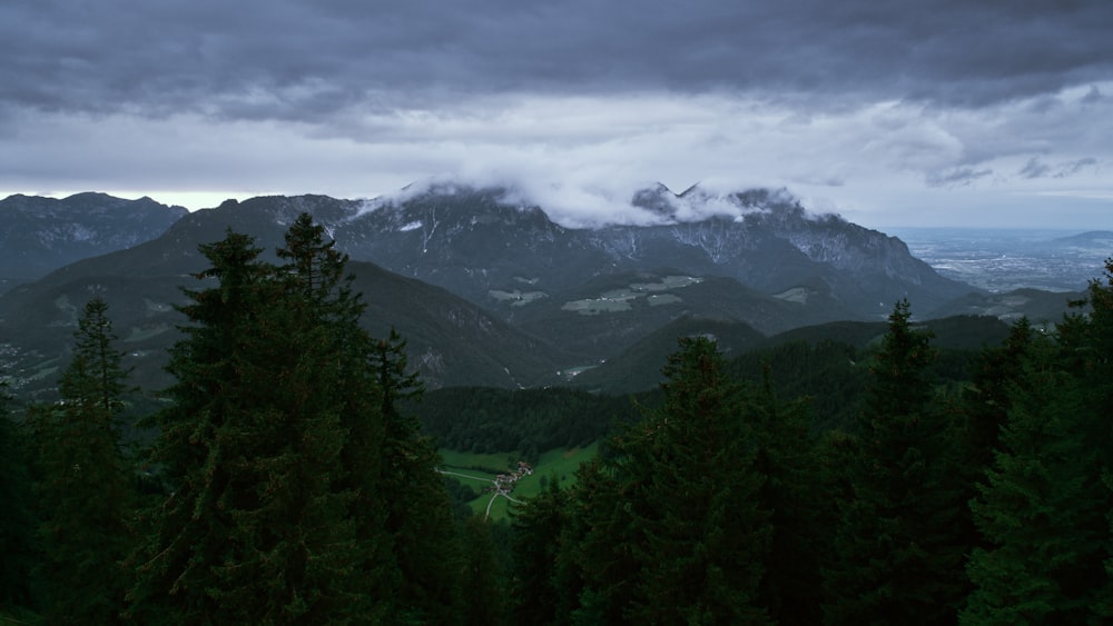 green trees under cloudy sky