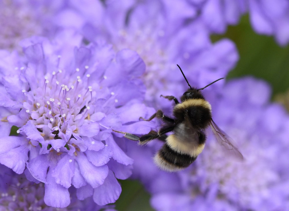 black and brown bee on top of purple flower