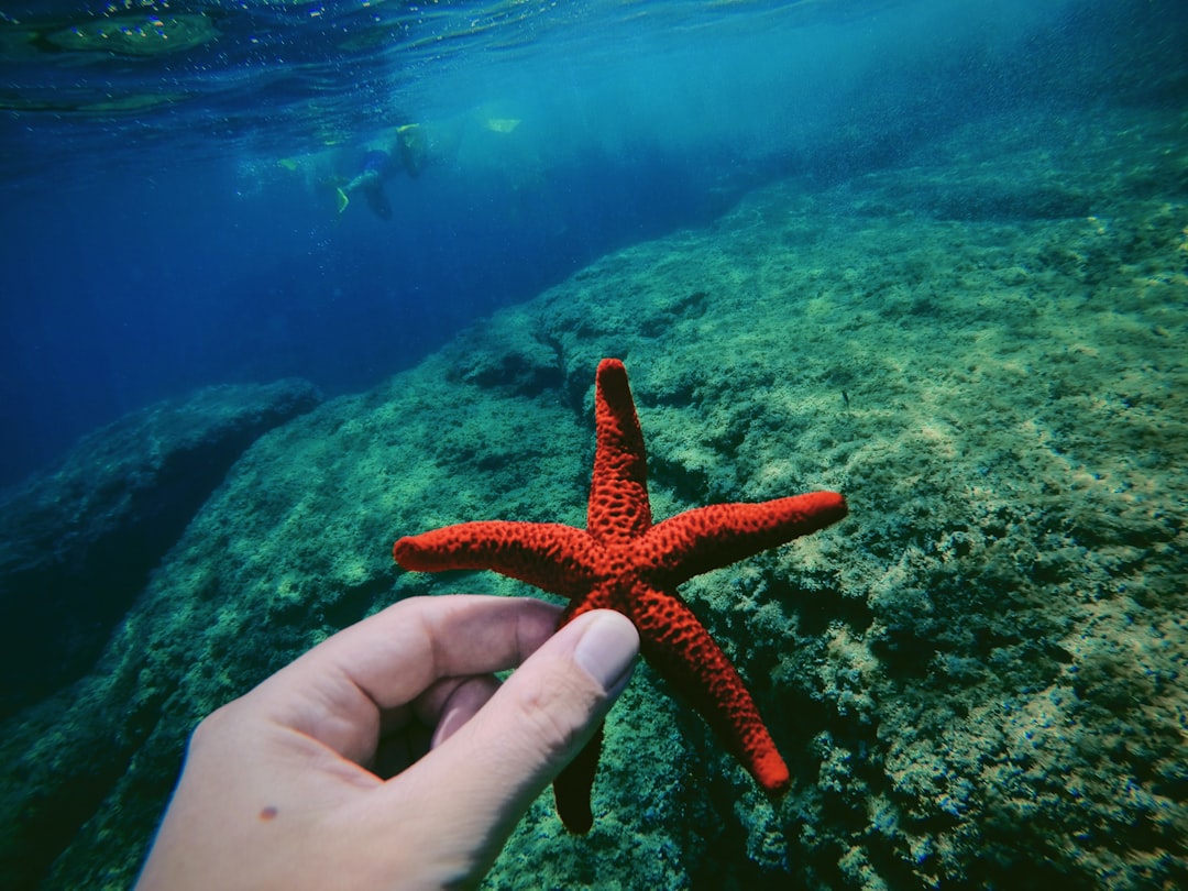 orange starfish