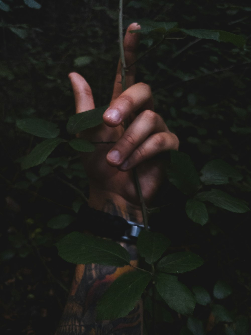 person holding plant stem