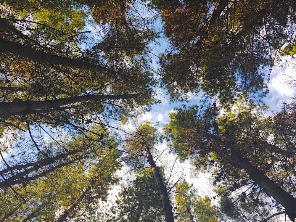 low angle photography of trees under cloudy sky