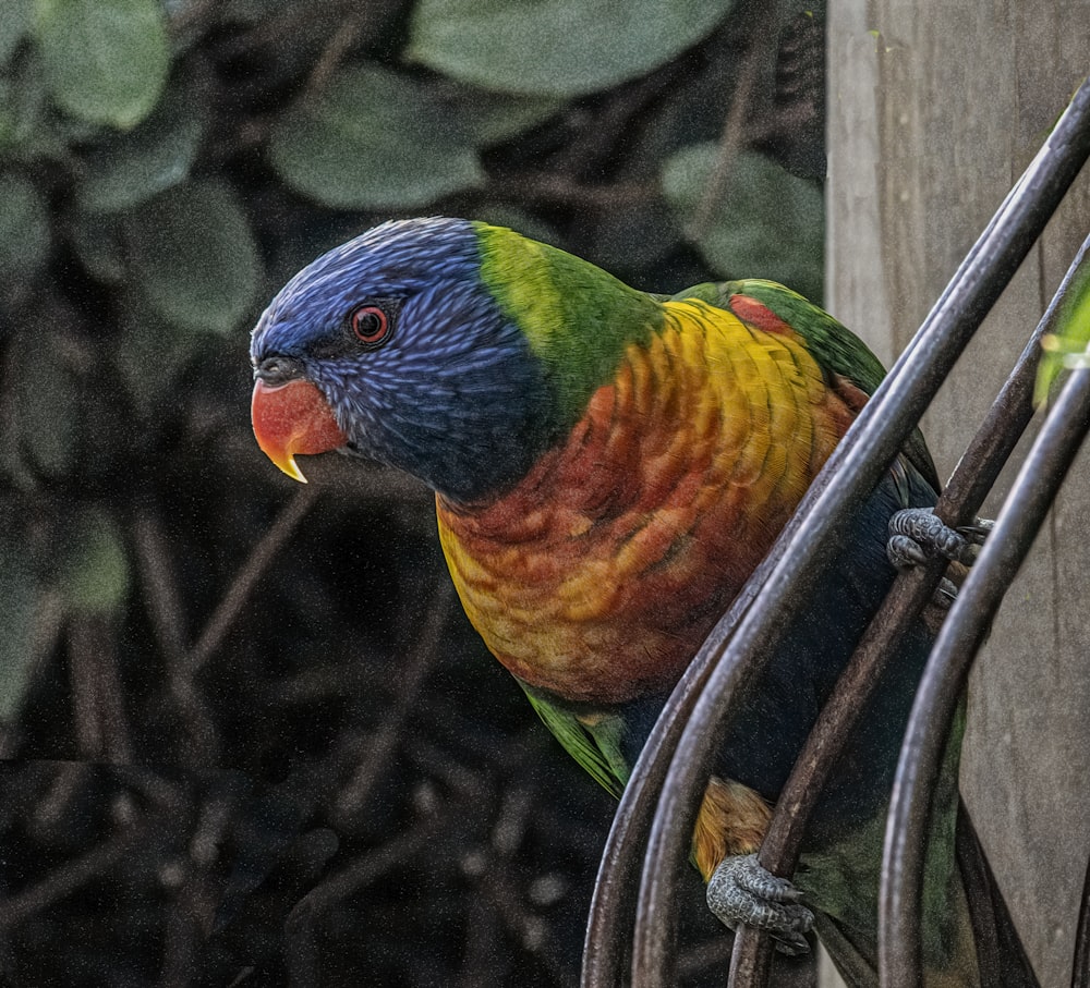 yellow and green bird