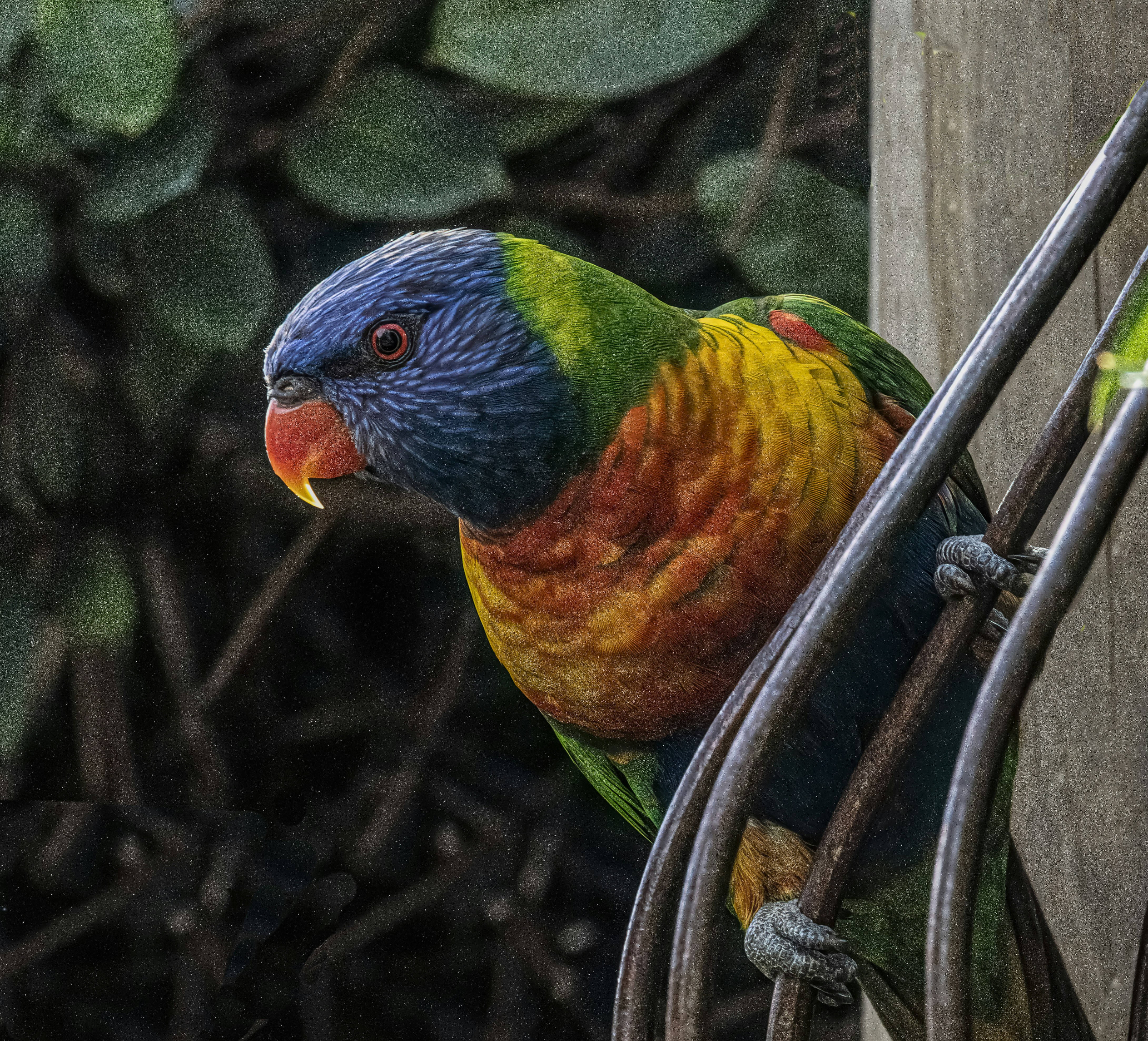 Rainbow Lorikeet, the very colourful but aggressive backyard visitor, It spends more time chasing other birds away than it does eating seed nevertheless a welcome visitor.