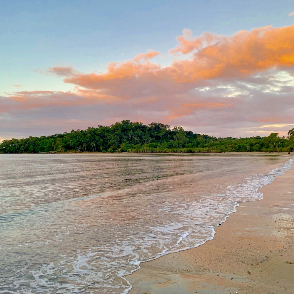 trees on seashore at daytime