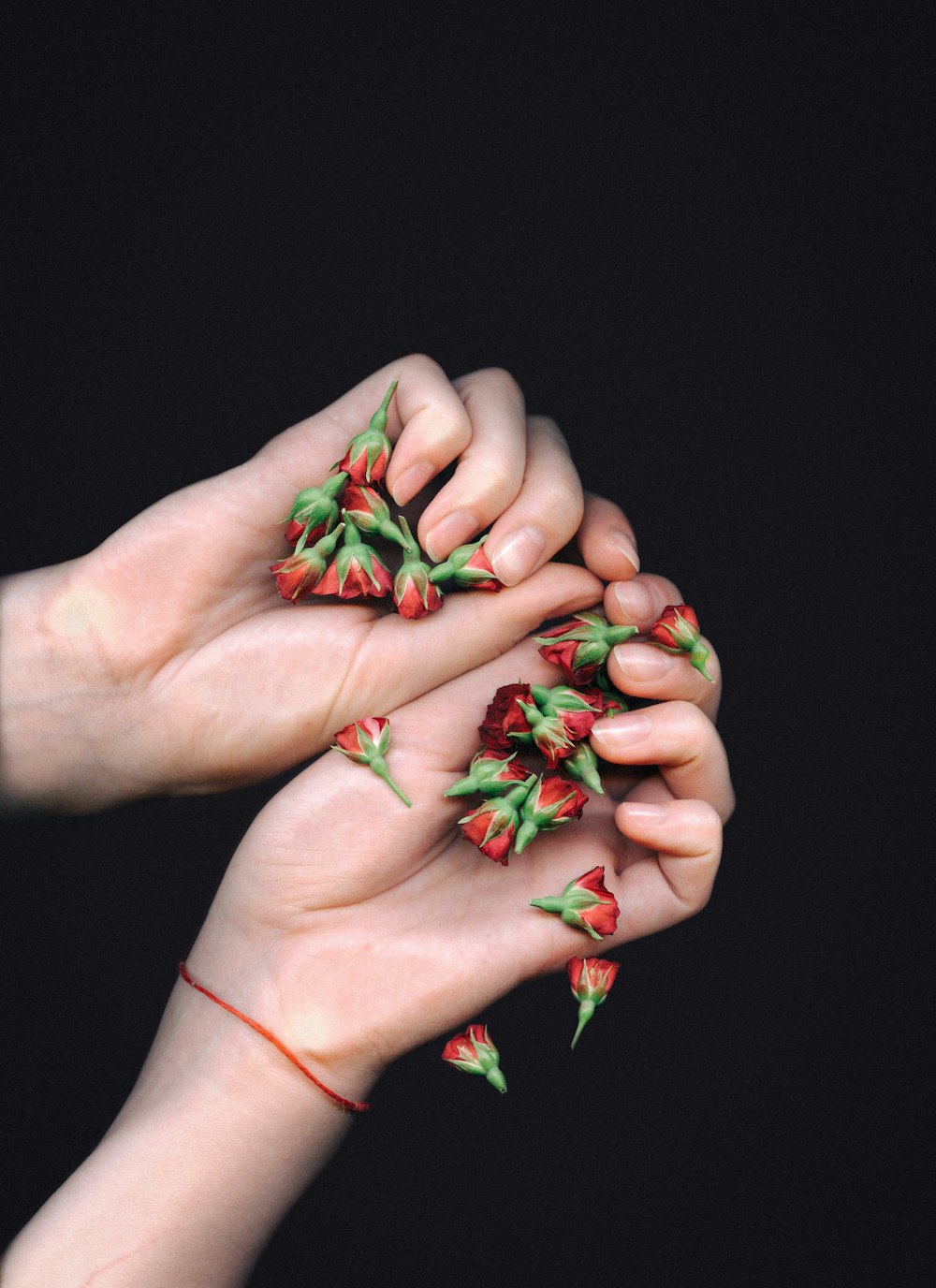 two hands holding red flowers