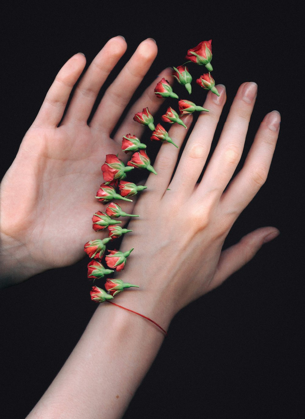 rote Blütenknospen an Männer- und Frauenhänden