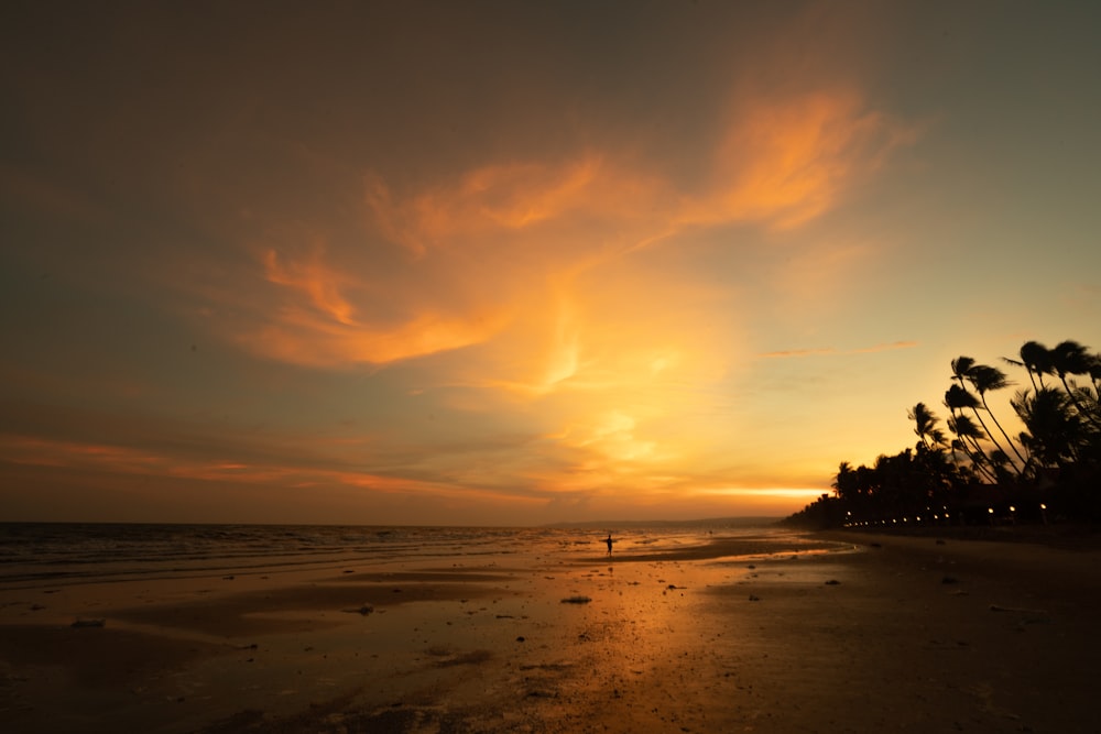 silhouette of trees on shore during golden hour