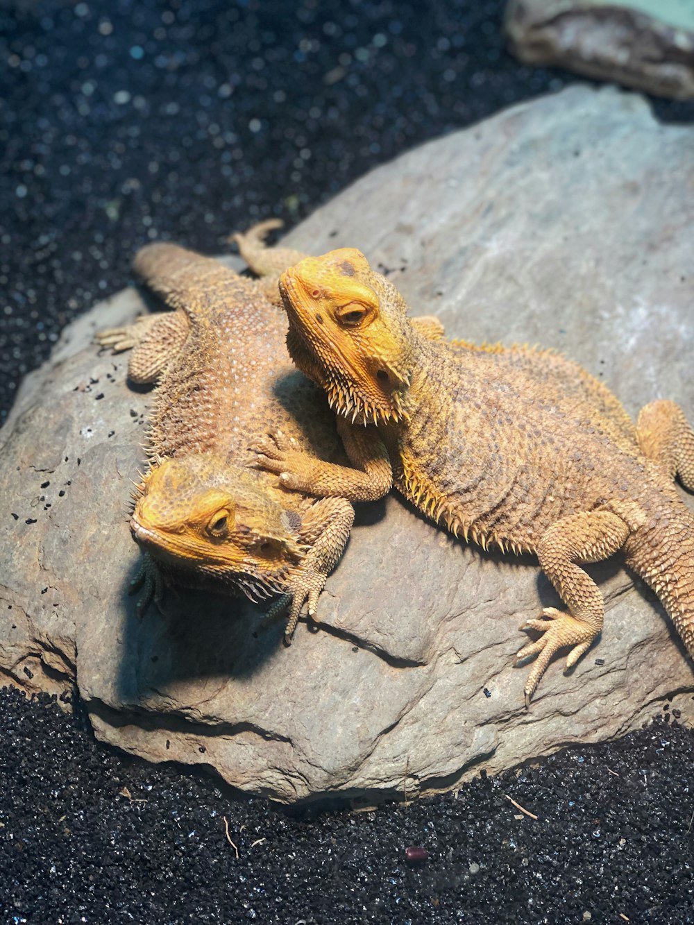 two brown bearded dragons