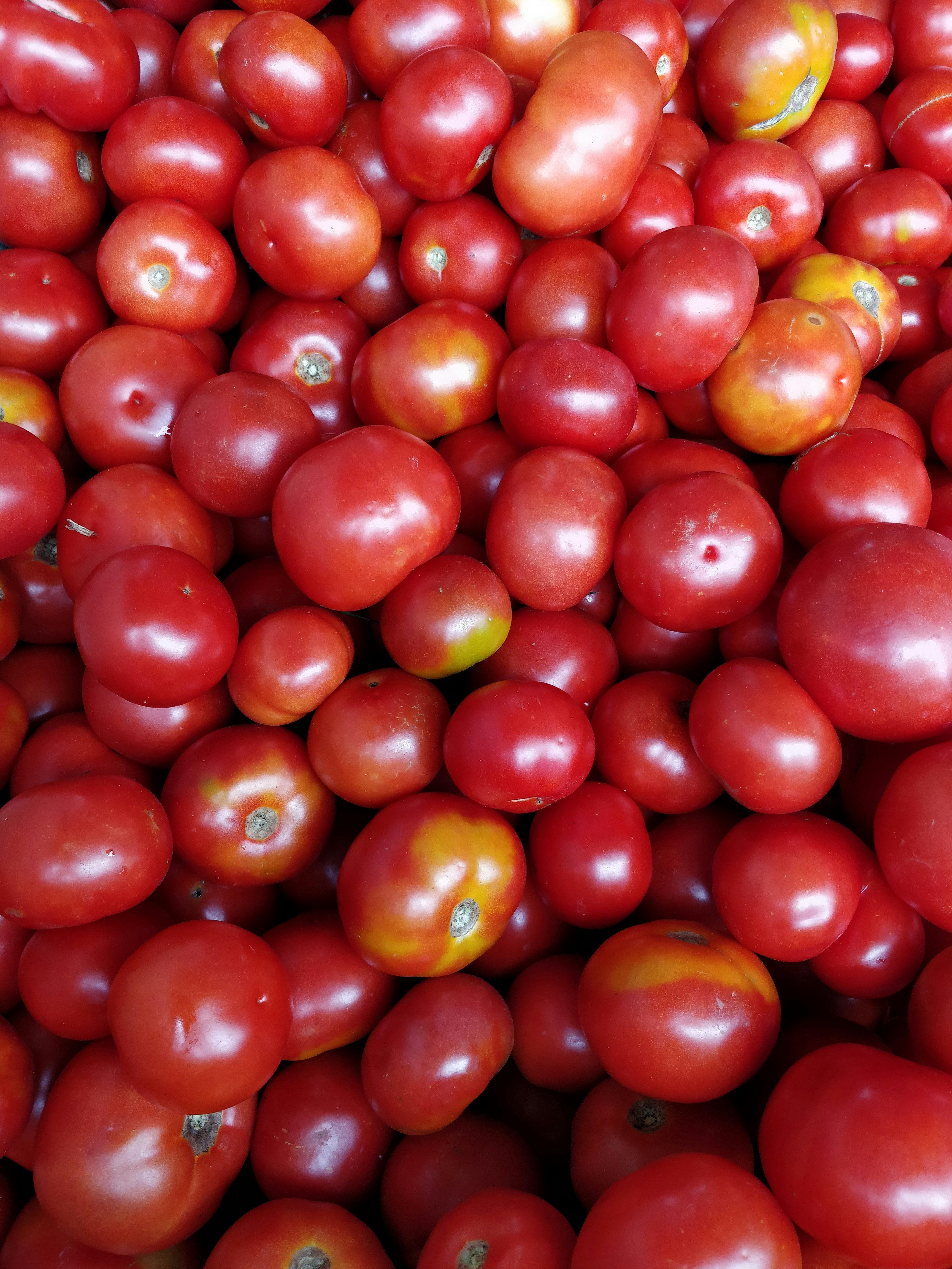 red tomatoes