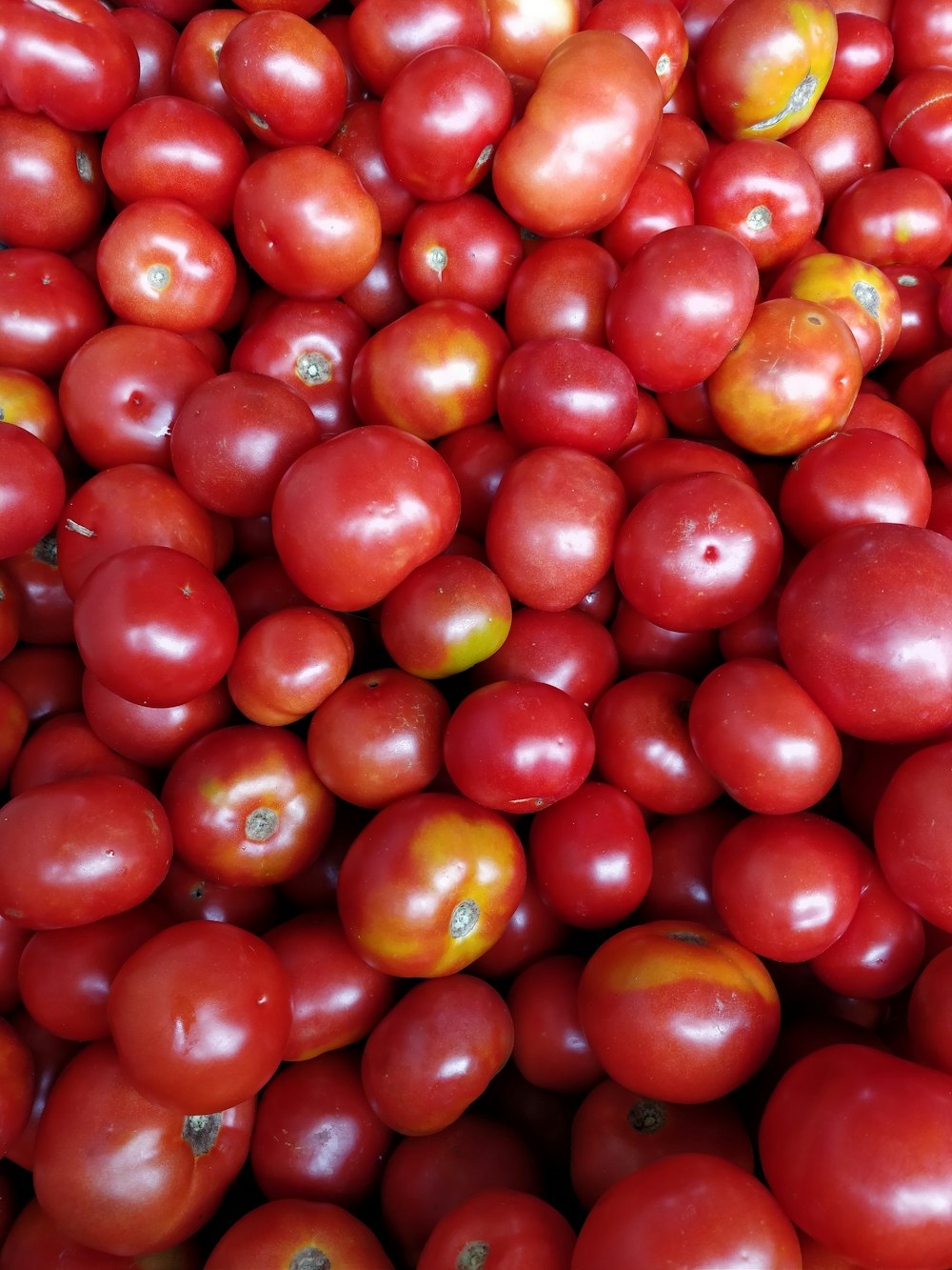 red tomatoes