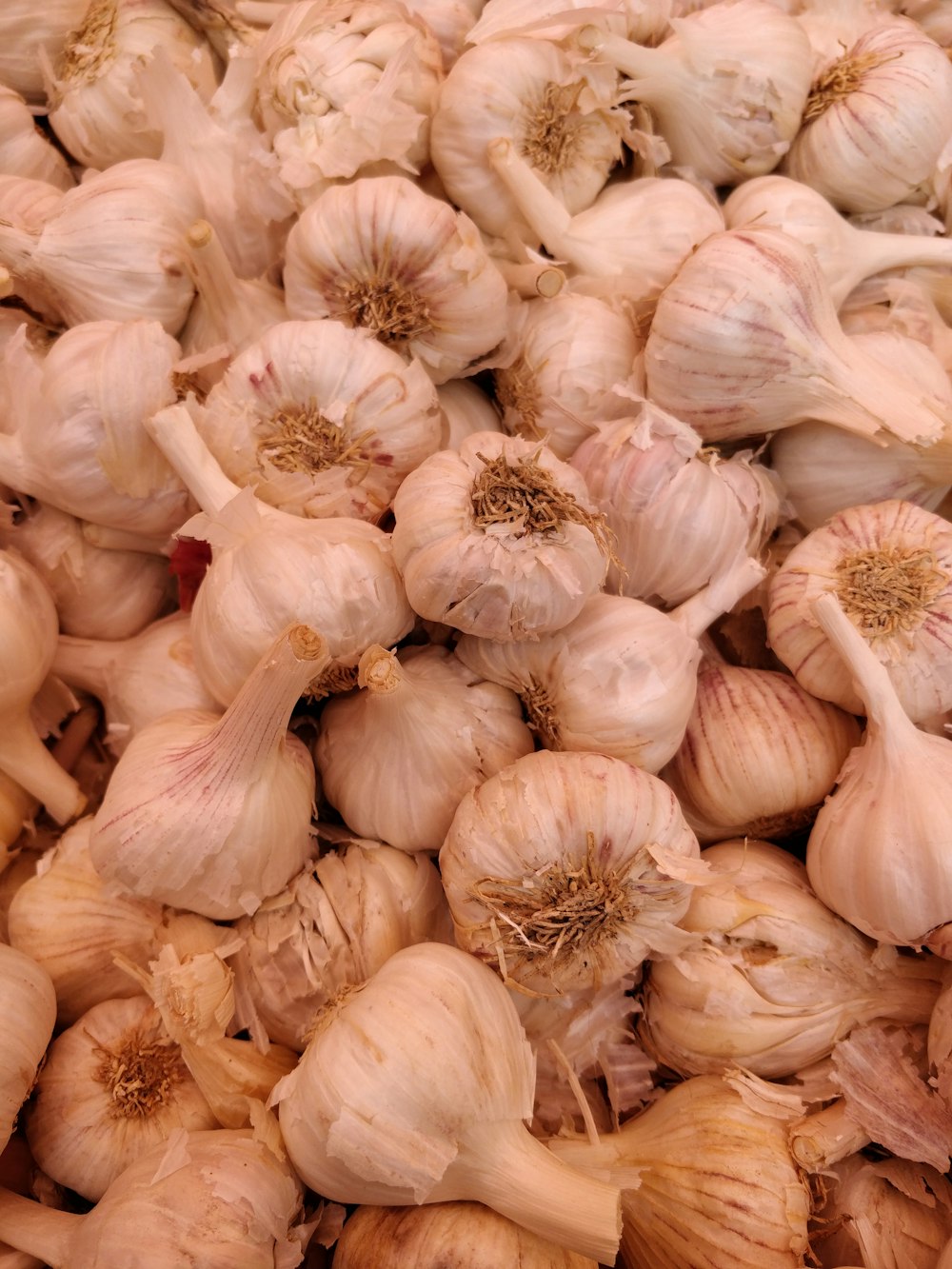 pile of garlic