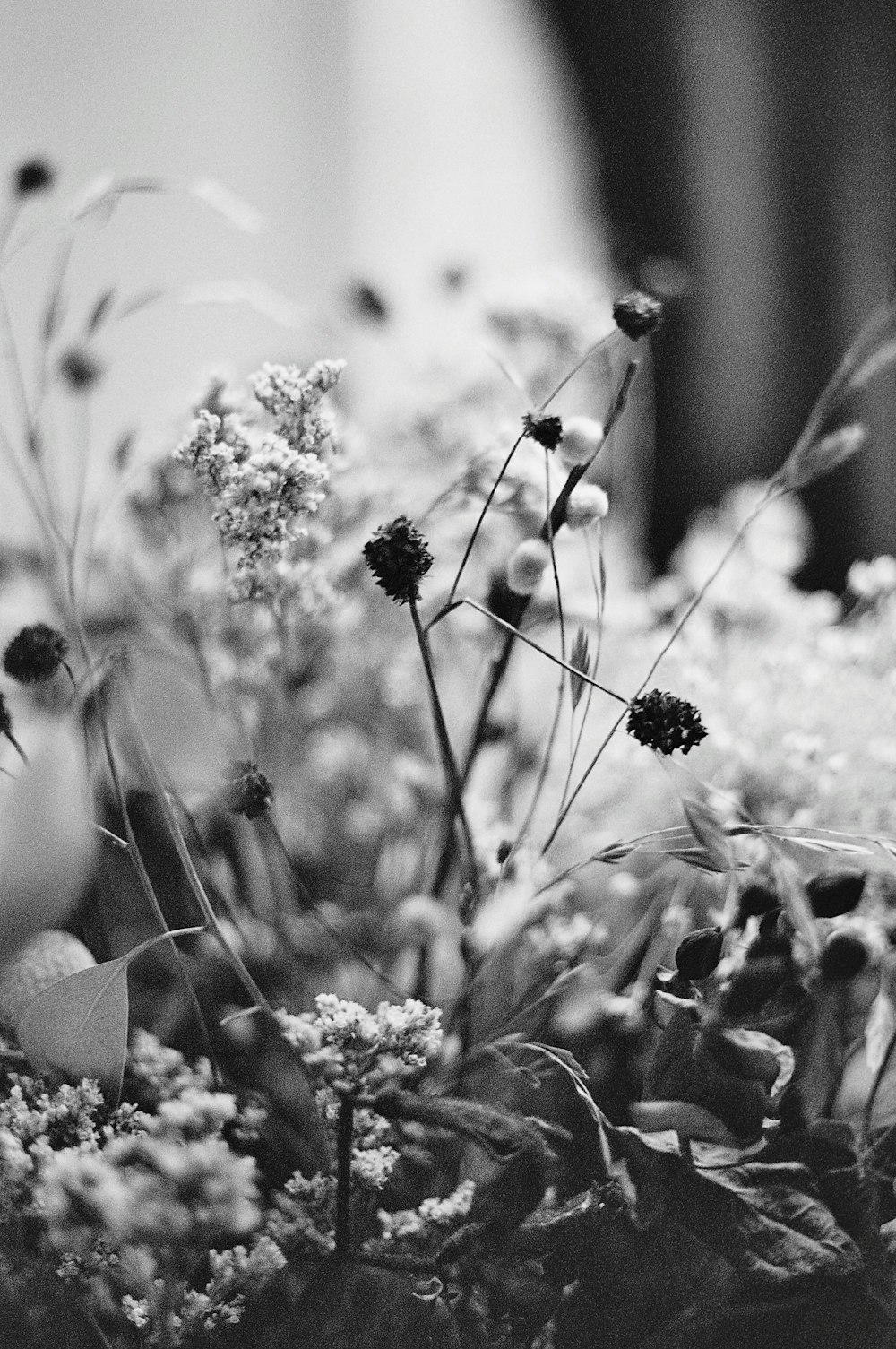 Fotografía en escala de grises de flores en flor