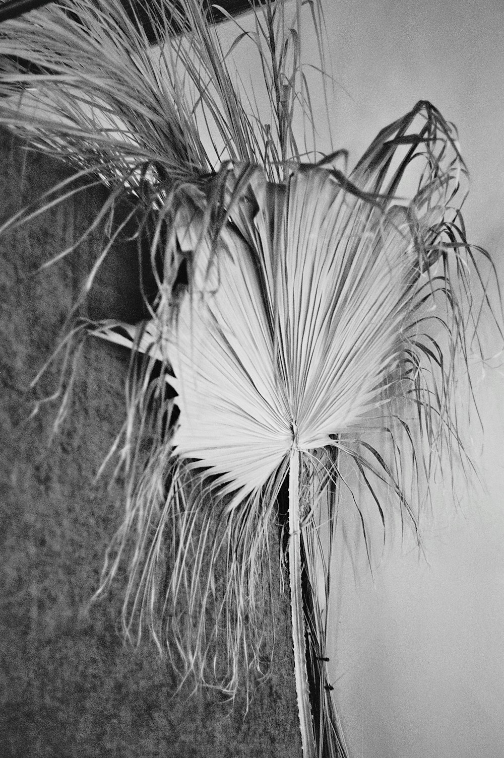 grayscale photo of palm leaf on floor