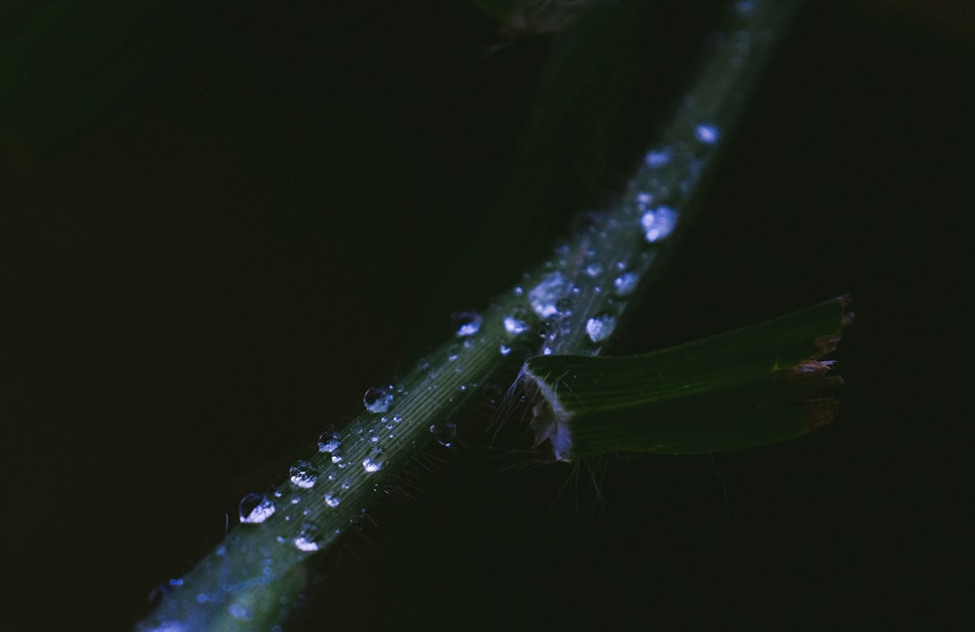 dew photography of green leaf