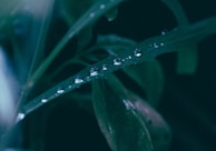 Close-up of dew drops on fiber leaves early in the morning.