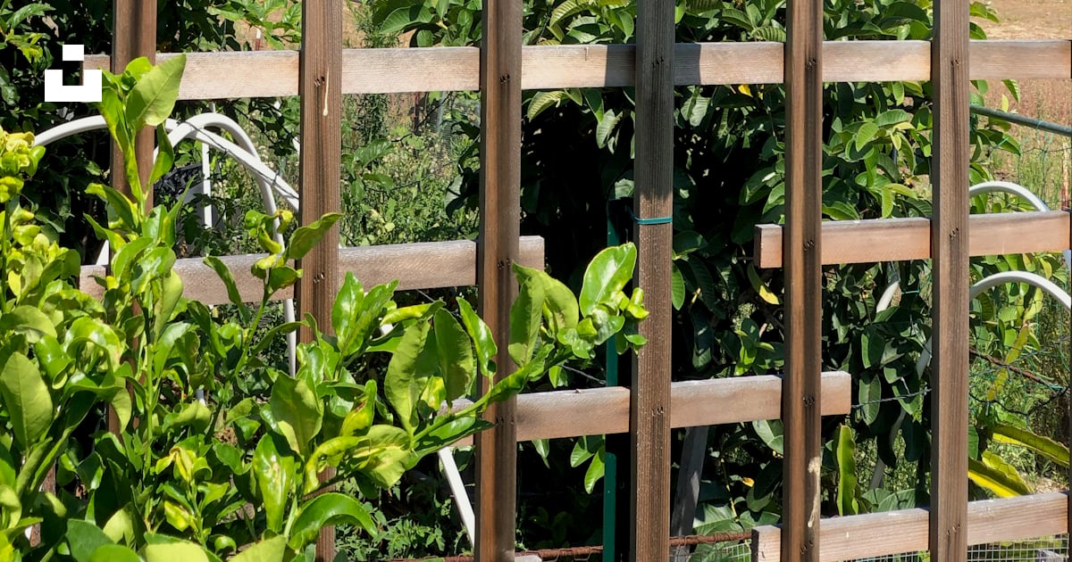 Chat-huant photo – Photo Etats-Unis Gratuite sur Unsplash