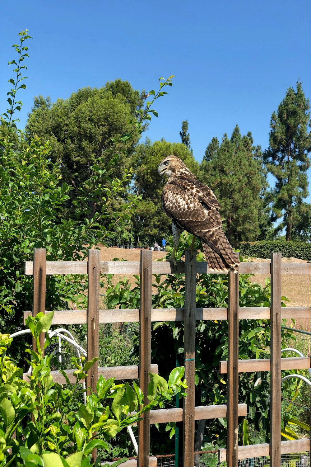 brown owl