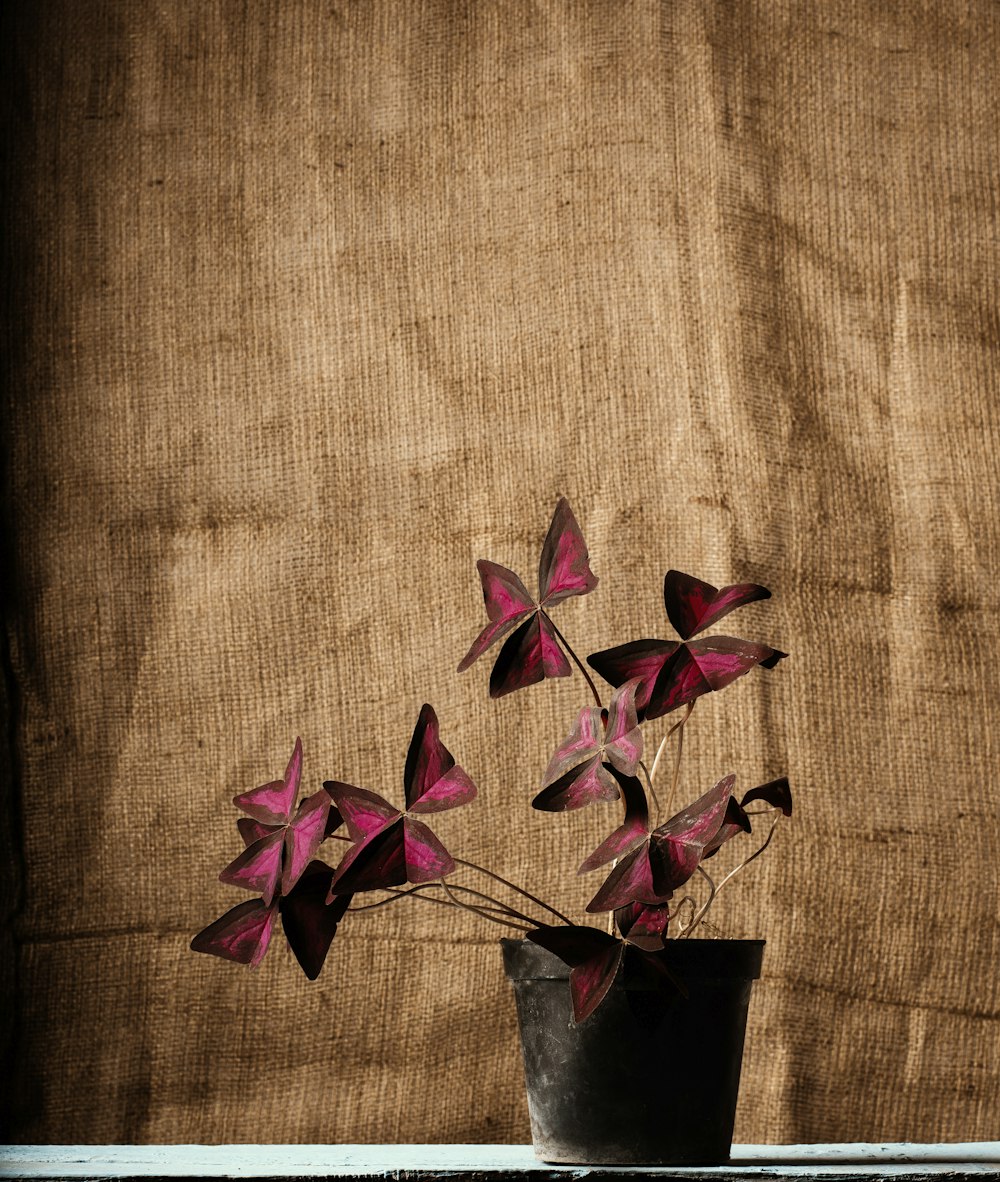 maroon shamrock flowers in black pot