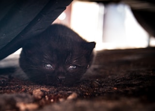 gray cat lying beside vehicle tire