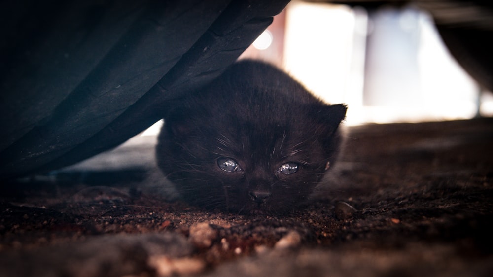 gray cat lying beside vehicle tire