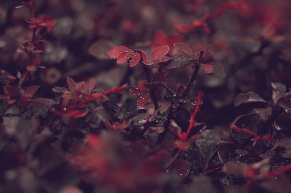 Selektive Fokusfotografie von rotblättrigen Blüten