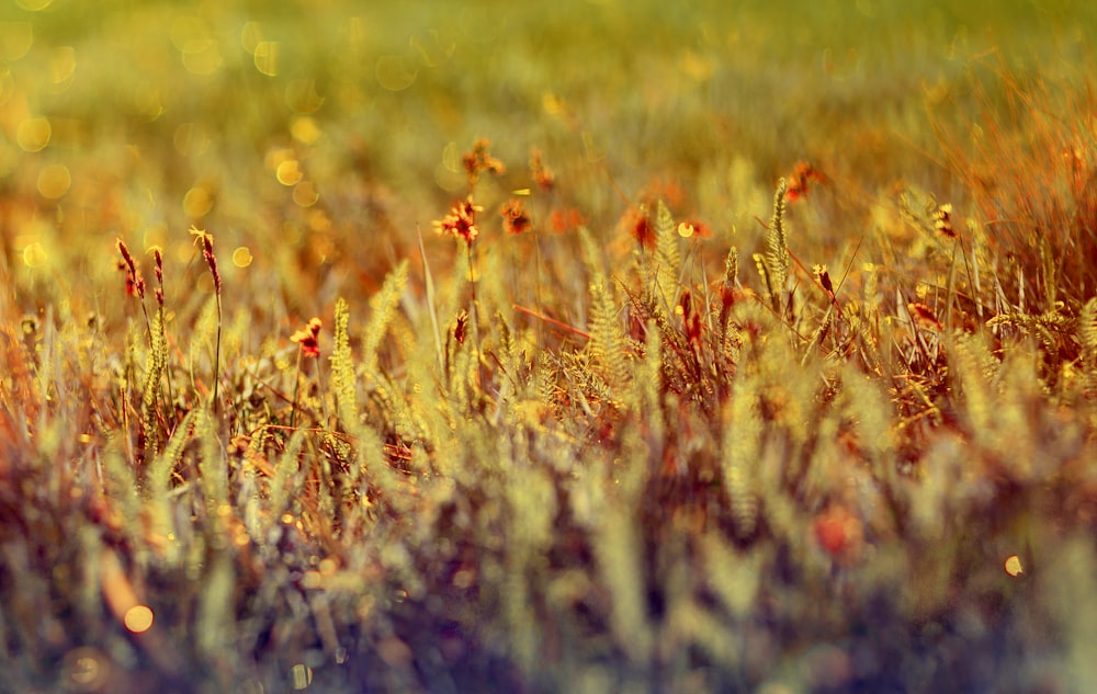 yellow and red plants close-up photography