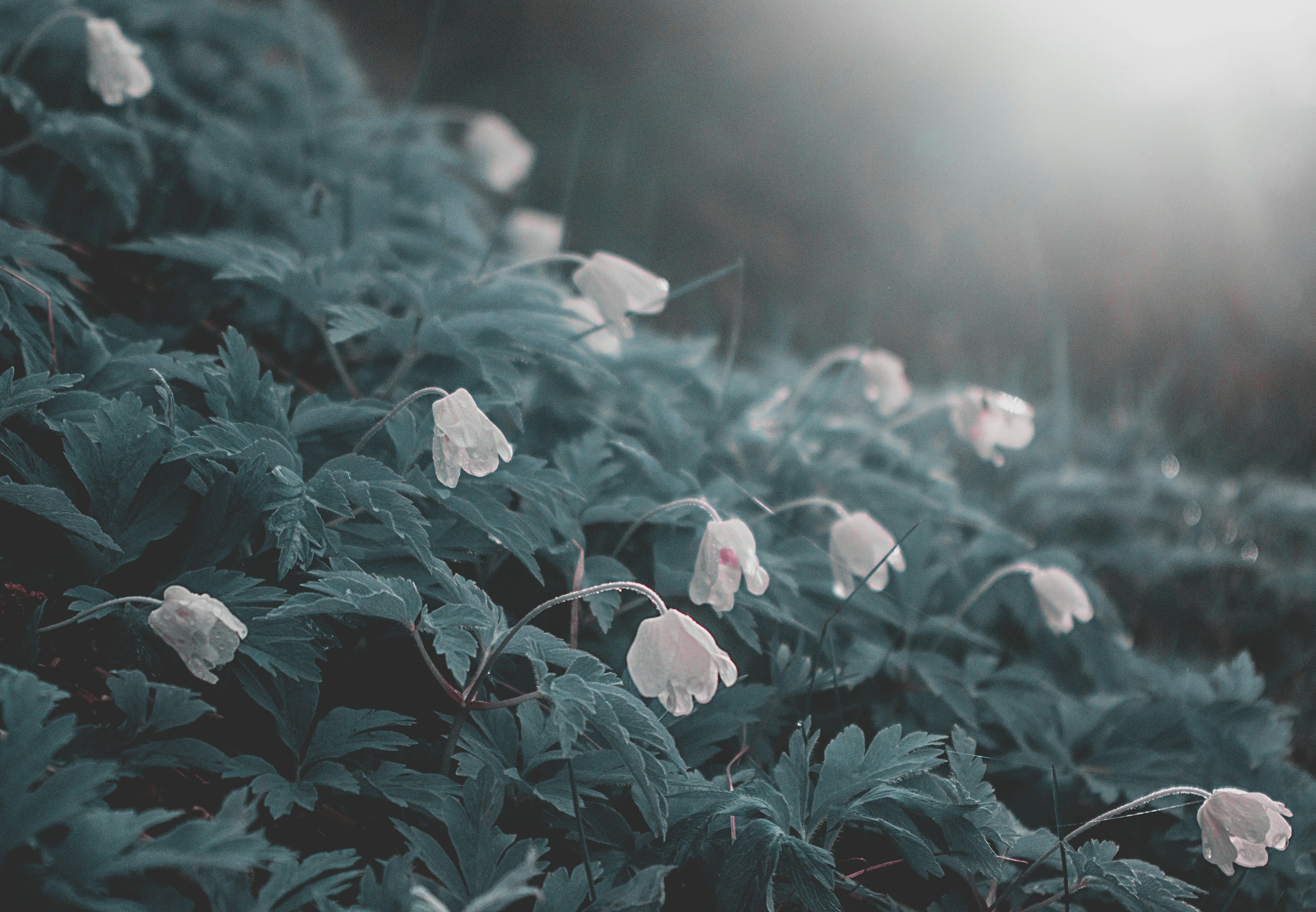 white-petaled flowers