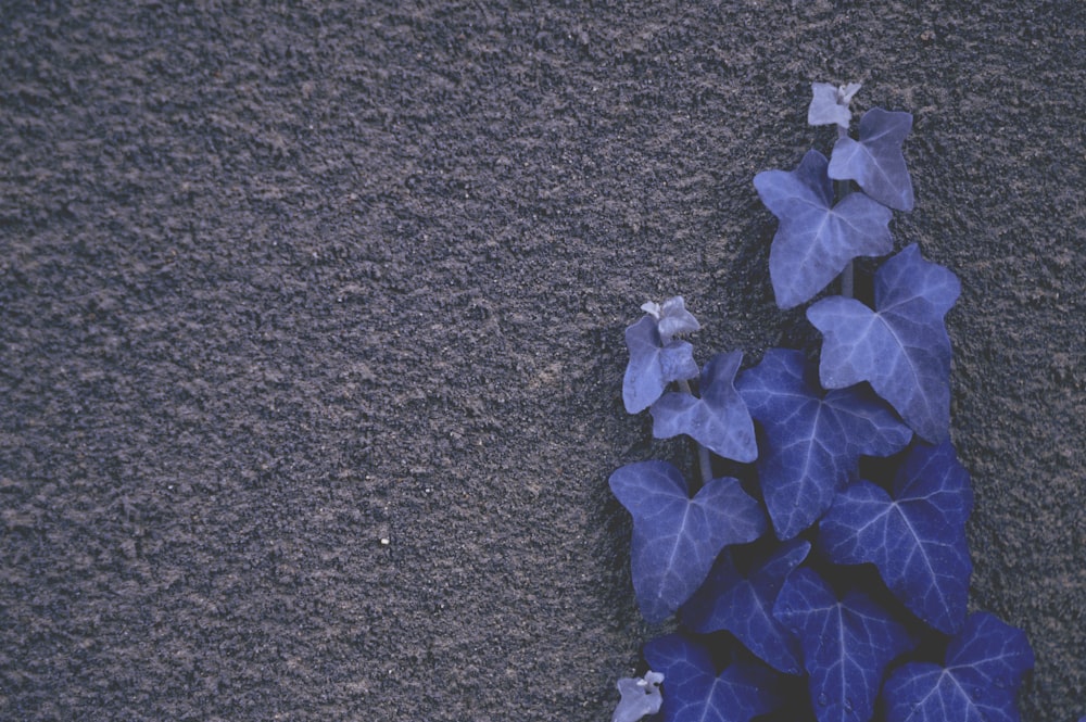 壁に描かれた青い葉の蔓