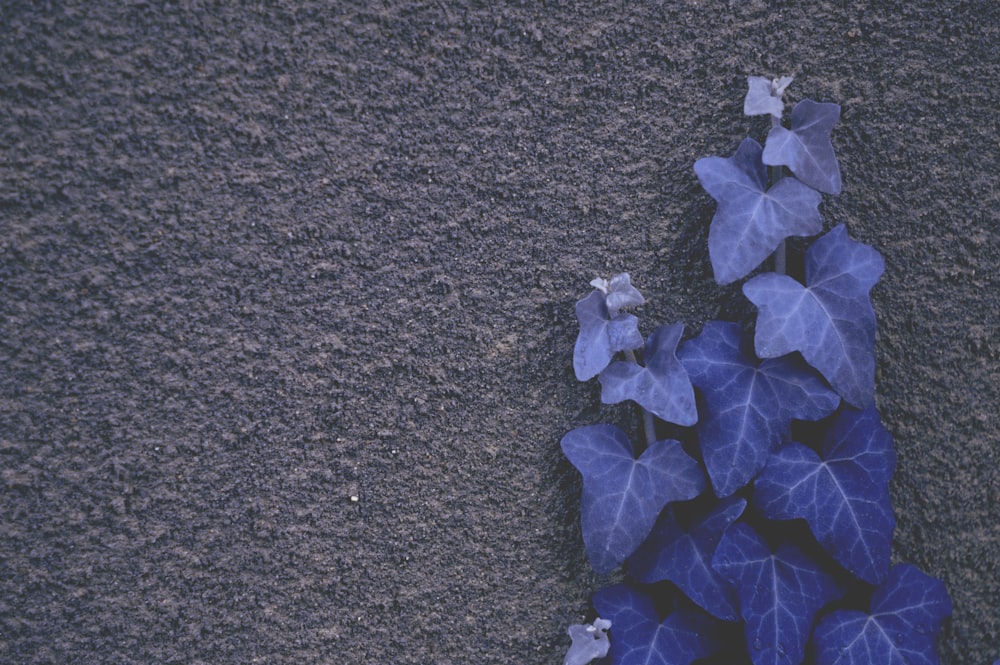 enredaderas de hojas azules en la pared