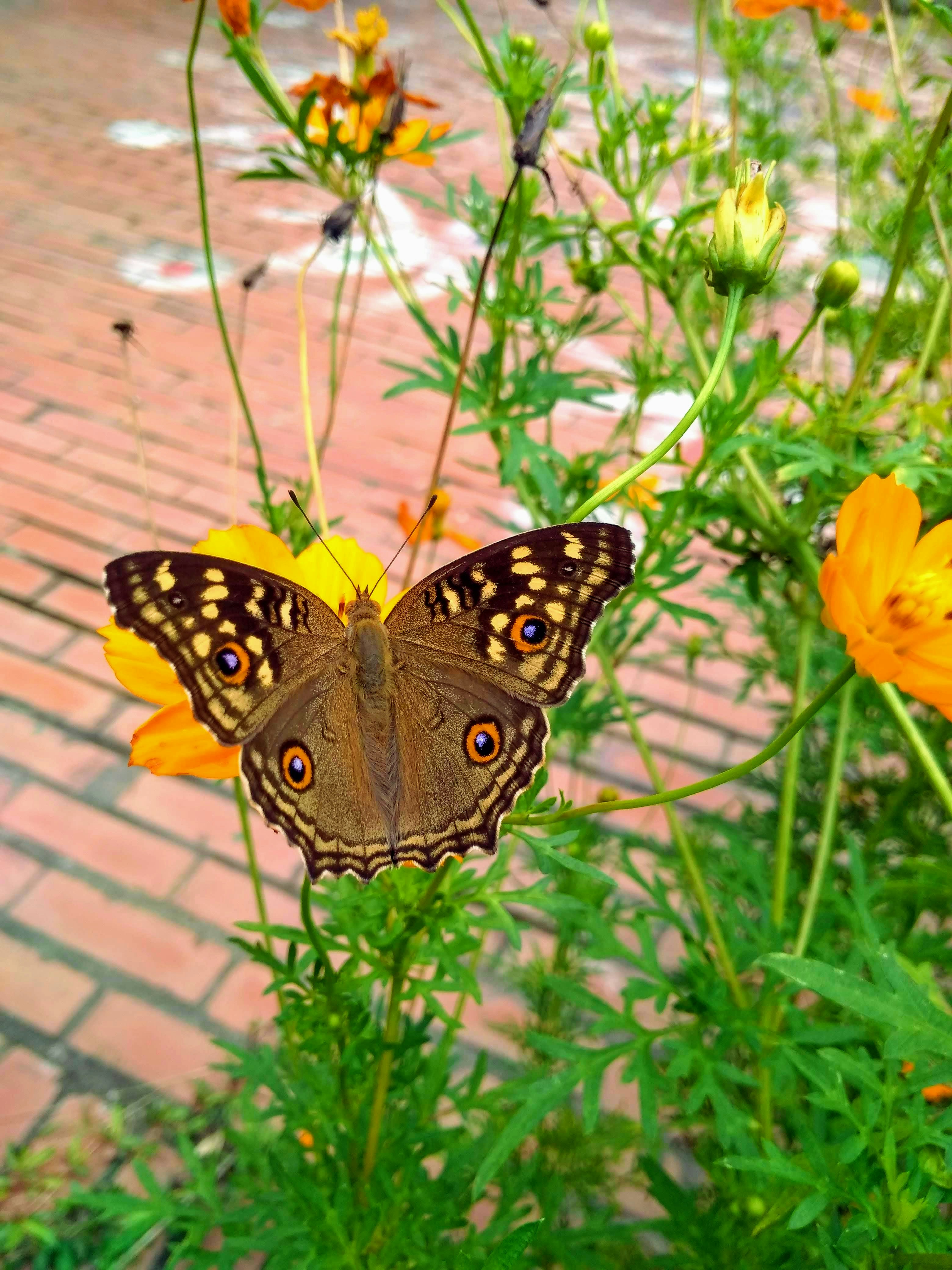 papillon brun et gris sur les fleurs