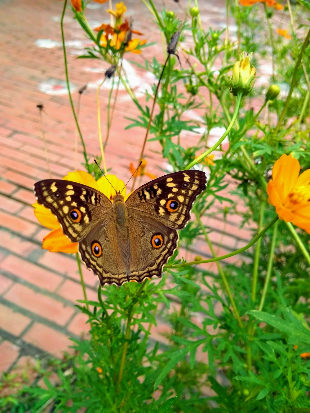 brown and gray butterfly on flowers