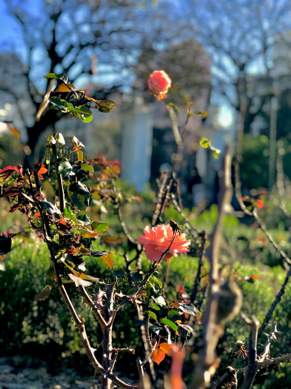Rosablättrige Blume Nahaufnahme