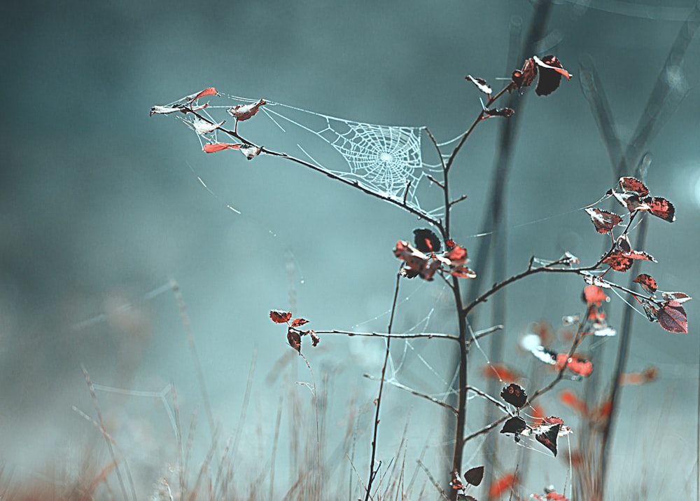 selective focus photography of spider web on plant