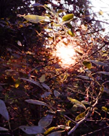 Soft sunlight filtering through leaves onto a collection of natural wellness products from Serenova.