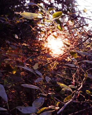 Soft morning light filtering through leafy branches onto a serene meditation corner.