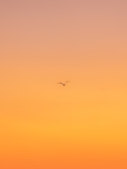 flying bird during daytime