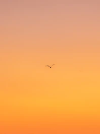 flying bird during daytime