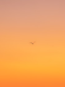 flying bird during daytime
