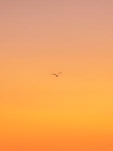 flying bird during daytime