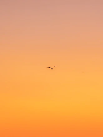 flying bird during daytime