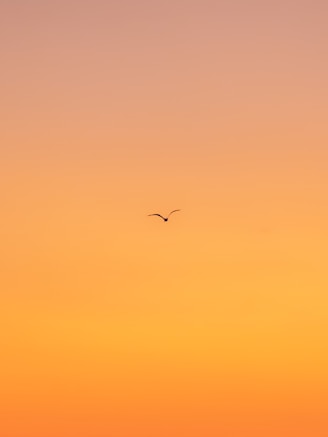 flying bird during daytime