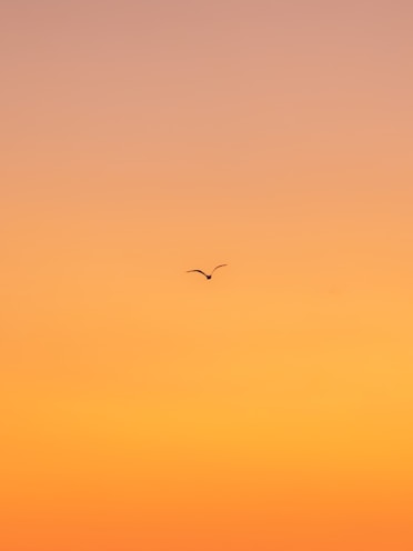 flying bird during daytime